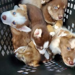 Sporty Mix Puppies from Eternal Symmetry