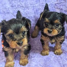 Yorkipoos and Yorkshire Terriers from Pup Moi Furrever Pets