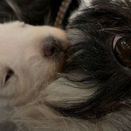 Miniature Schnauzers from Morningside Mini Schnauzers