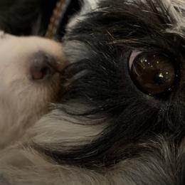 Miniature Schnauzers from Morningside Mini Schnauzers