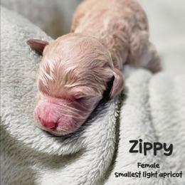 Zippy - Apricot female Goldendoodle puppy in Harris County, Texas from Cute & Curly Doodles
