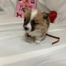 Brown - White and red male Pembroke Welsh Corgi puppy in Pleasant Plains, Arkansas from PBA Kennel