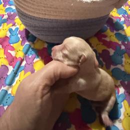 McIntosh - Blue fawn male Chihuahua puppy in Seneca, Missouri from Stephanie’s Puppy Colony