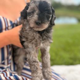 Skye - Merle female Cavapoo puppy in Somerset, Kentucky from Hilltop Doodles KY LLC