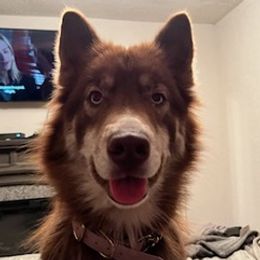Siberian Huskies from Southeastern Huskies