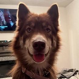 Siberian Huskies from Southeastern Huskies