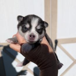 Gruyere (blue)- 2500 - Blue female Pomsky puppy in Spring Hill, Florida from www.PuppyTimeEmporium.com
