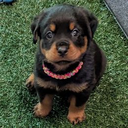 Boy 2 - Black and mahogany male Rottweiler puppy in Whitney, Texas from Prairie Valley Rottweilers
