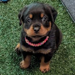 Boy 2 - Black and mahogany male Rottweiler puppy in Whitney, Texas from Prairie Valley Rottweilers