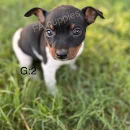 Princess - Black tan and white female Rat Terrier puppy in Idalou, Texas from FA Puppies