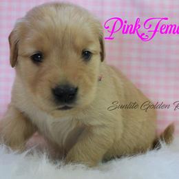 Pink Girl - Golden female Golden Retriever puppy in Otis Orchards, Washington from Sunlite Golden Retrievers