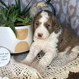 Charlotte - Merle female Bernedoodle puppy in Bells, North Carolina from Neighborhood Poodles & Doodles