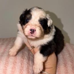 Chimichanga - Black tri-color female Australian Shepherd puppy in Anniston, Alabama from All Hale Aussies