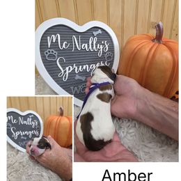 Amber - Liver white and tan female English Springer Spaniel puppy in Freeland, Michigan from McNally's Springer Spaniels