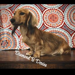 Bailey - Dachshund