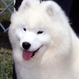 Star - Samoyed