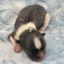 Blue and White Male - Blue and white male Shih Tzu puppy in Oakville, Washington from Garrard Creek Shih Tzus