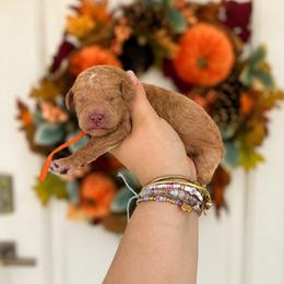 Nemo(Orange) - Red  male Poodle puppy in Stuart Fl, Florida from Lincoln & Lady Co.