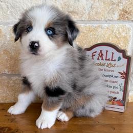 Whit - Blue merle male Miniature Australian Shepherd puppy in Midway, Texas from L Bar W Aussie Ranch