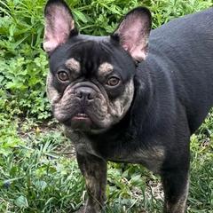 French Bulldogs from MAMA PAWS LLC