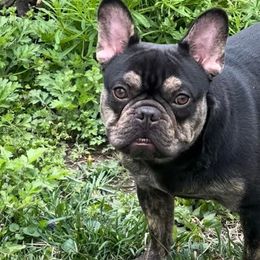 French Bulldogs from MAMA PAWS LLC