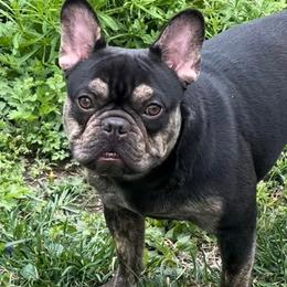 French Bulldogs from MAMA PAWS LLC