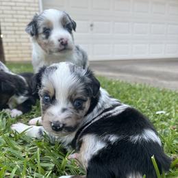 Miniature Australian Shepherd and Toy Australian Shepherd Puppies from Hailey's Miniature Australian Shepherds