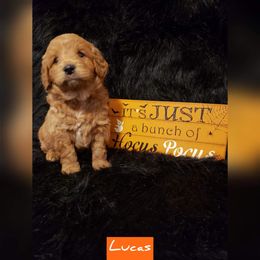 Goldendoodle Puppies from Riverbend Mini and Standard Goldendoodles