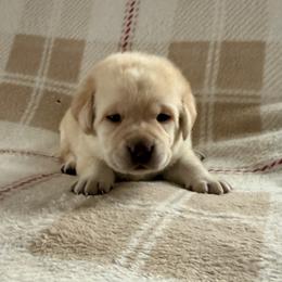 Miss Eleanor Ellie May - Yellow female Labrador Retriever puppy in Tekonsha, Michigan from Asher Acres Labs