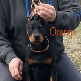 Orange Collar Boy HM - Black and rust Doberman Pinscher puppy in Knox, Indiana from Double River Dobermans