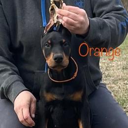 Orange Collar Boy HM - Black and rust Doberman Pinscher puppy in Knox, Indiana from Double River Dobermans