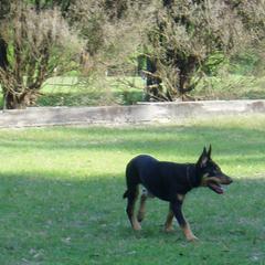 Lancashire Heeler All Grown Up from Quickheels