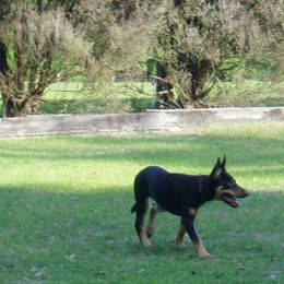 Lancashire Heeler All Grown Up from Quickheels