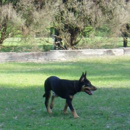 Lancashire Heeler All Grown Up from Quickheels
