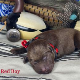 Red Boy - Chocolate male Labrador Retriever puppy in Plymouth, North Carolina from Duck Creek Kennels