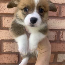 Snowflake - Red male Pembroke Welsh Corgi puppy in Cumming, Georgia from Carter’s Corgis LLC