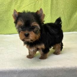 Darla SMALL - Blue and gold female Yorkshire Terrier puppy in Monticello, Iowa from Ashley’s Puppies