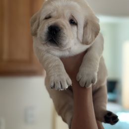 Boy blue - Yellow male Labrador Retriever puppy in Mount Airy, Maryland from Fruity Labradors
