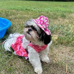Koda - Shih Tzu