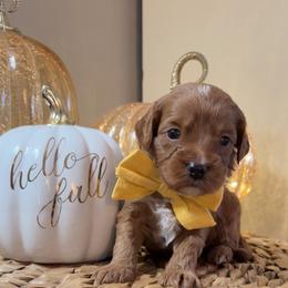 Oakley - Red  male Goldendoodle puppy in Trenton, Tennessee from Pickard’s country Golden doodles