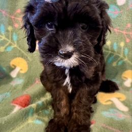 Barbie - Black and white Cavapoo puppy in Howe, Oklahoma from Cuddly Cavapoos