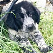 Biggs - Working Dog Cross puppy from Mary's Working Cross Puppies