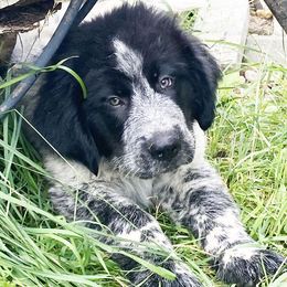 Biggs - Working Dog Cross puppy from Mary's Working Cross Puppies