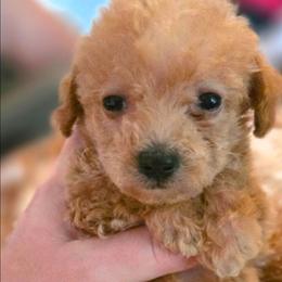Sunbeam - Cream female Poodle puppy in West Point, Mississippi from Golden Paws