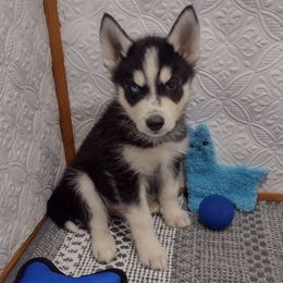 Siberian Huskies from Country Meadow Iowa Puppies