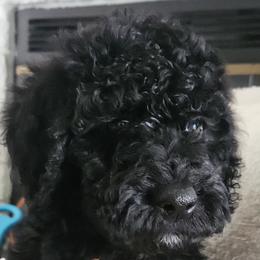 Vester - Black male Goldendoodle puppy in Kansas City, Missouri from Poppy's Doodles