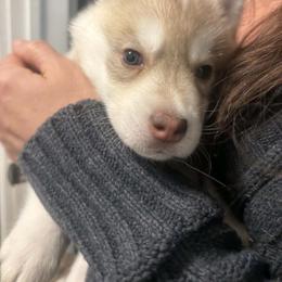 Able - Black tan and white male Siberian Husky puppy in Middlebury, Vermont from Rebel Huskys