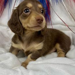 Miranda - Chocolate and cream female Dachshund puppy in Mesquite, Texas from AB Dachshund