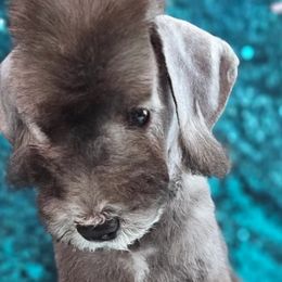Bedlington Terriers from Blenheim