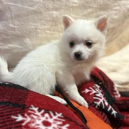 Glamour - White female Pomsky puppy in Barryton, Michigan from JHS Pomsky